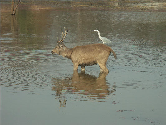 Pict3260 Sambar And Bird Ranthambore National Park