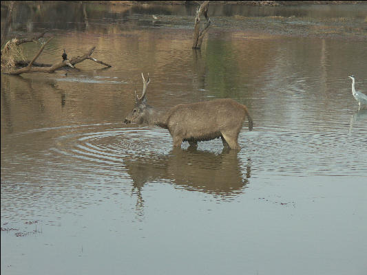 Pict3262 Sambar Ranthambore National Park