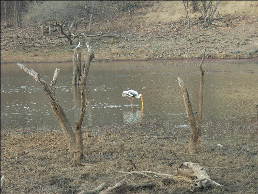 Pict3271 Water Bird Ranthambore National Park