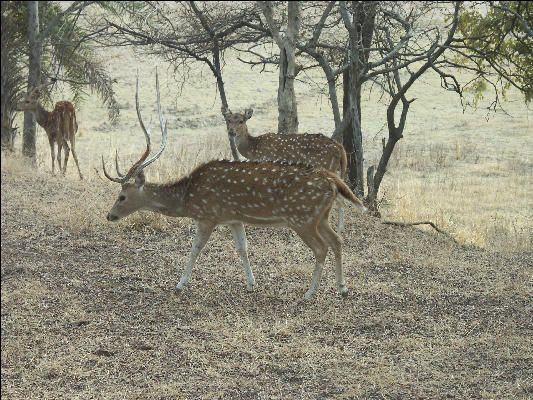 Pict3285 Deer Ranthambore National Park