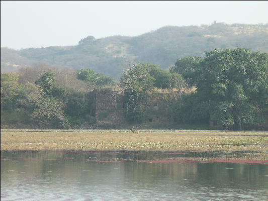 Pict3304 Across Lake Ranthambore National Park