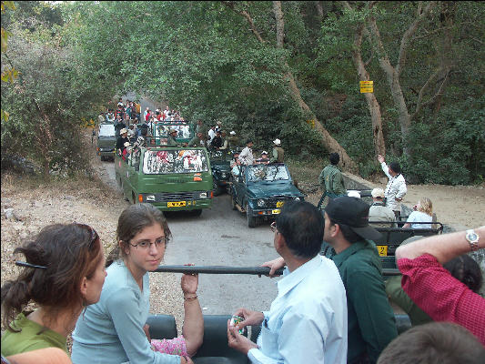 Pict3344 Traffic Jam Tiger Spotting Ranthambore National Park