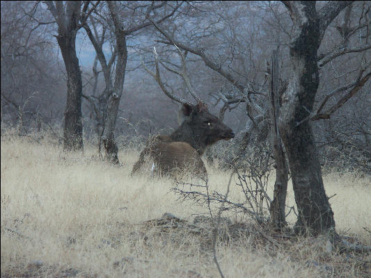 Pict3357 Sambar Ranthambore National Park