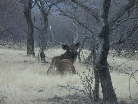 Pict3362 Sambar Ranthambore National Park