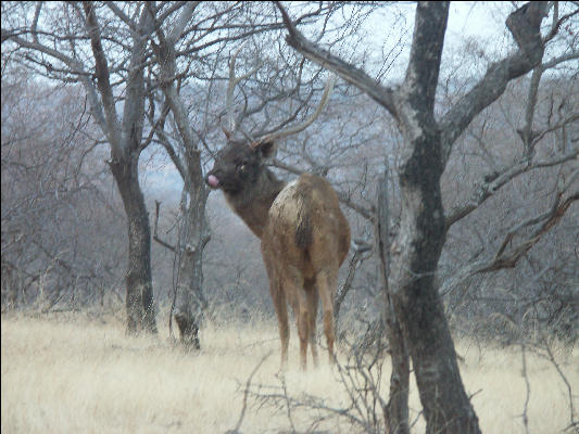 Pict3364 Sambar Ranthambore National Park