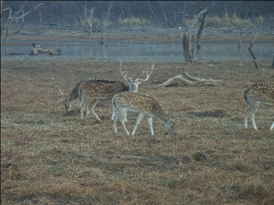 Pict3375 Sambar Ranthambore National Park