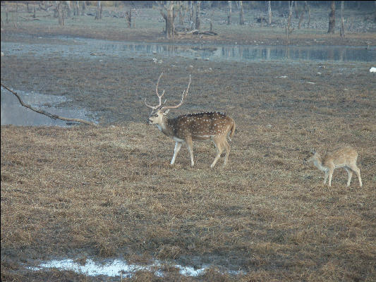 Pict3393 Sambar Ranthambore National Park