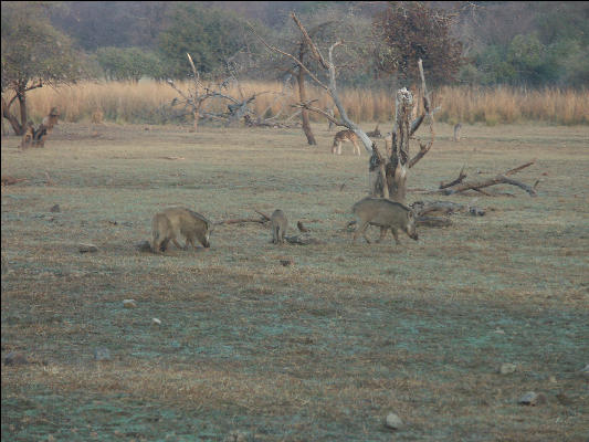 Pict3395 Bore Am Trip Ranthambore National Park