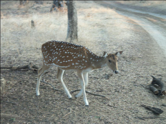 Pict3401 Sambar Ranthambore National Park