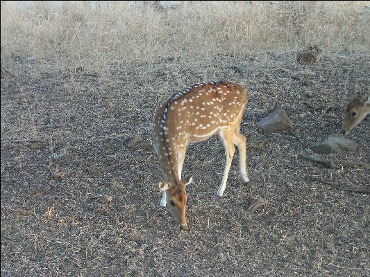 Pict3406 Sambar Ranthambore National Park