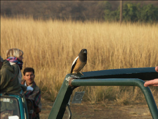 Pict3433 Bird For Handout Ranthambore National Park