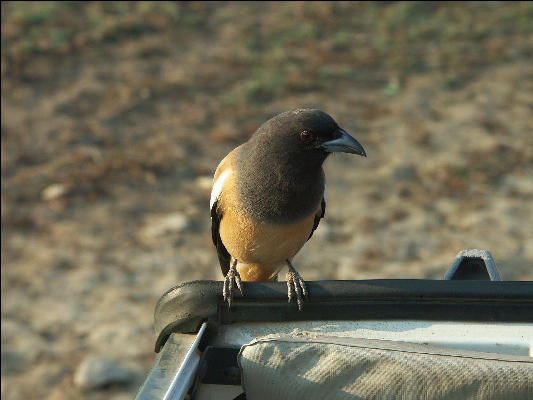 Pict3443 Bird Ranthambore National Park