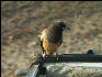 Pict3443 Bird Ranthambore National Park