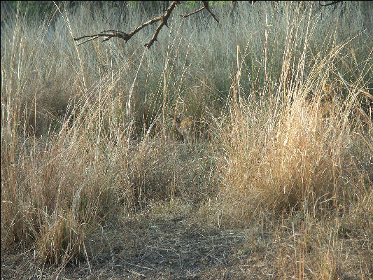 Pict3449 Tiger In Good Hiding Place Ranthambore National Park