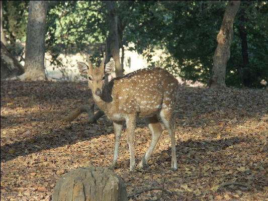 Pict3461 Sambar Ranthambore National Park