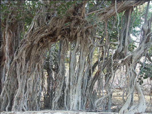 Pict3466 Banyan Tree Ranthambore National Park