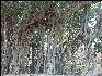 Pict3466 Banyan Tree Ranthambore National Park