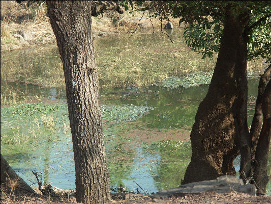 Pict3493 Lake View Ranthambore National Park