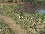 Pict3504 Birds Ranthambore National Park