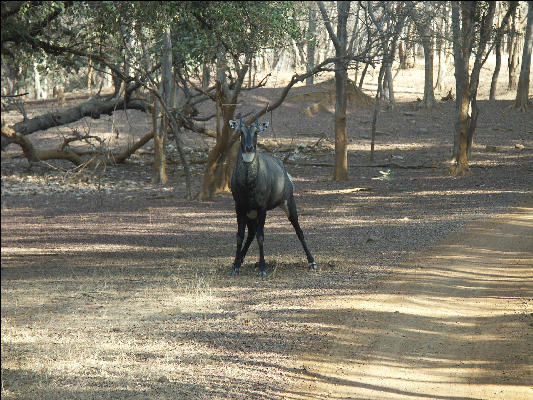 Pict3508 Animal Ranthambore National Park