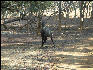 Pict3508 Animal Ranthambore National Park