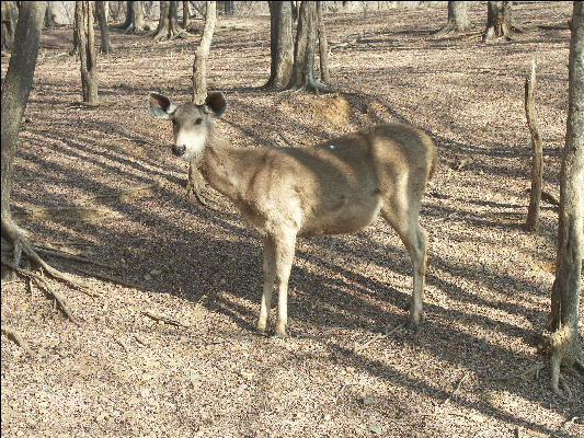 Pict3513 Deer Ranthambore National Park