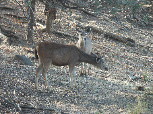 Pict3517 Deer Ranthambore National Park