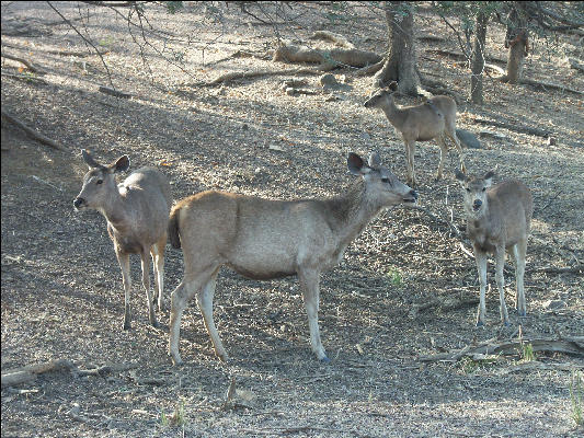 Pict3518 Deer Ranthambore National Park