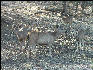 Pict3518 Deer Ranthambore National Park