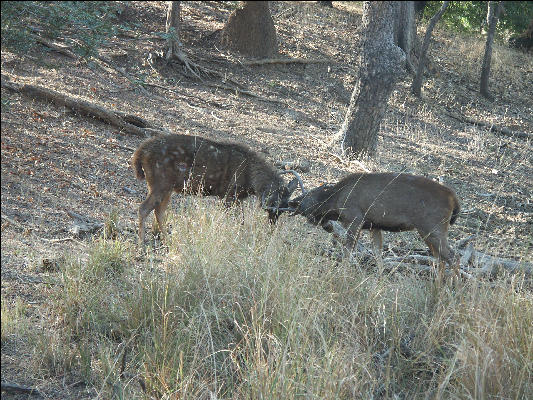 Pict3521 Start Of Fight Ranthambore National Park