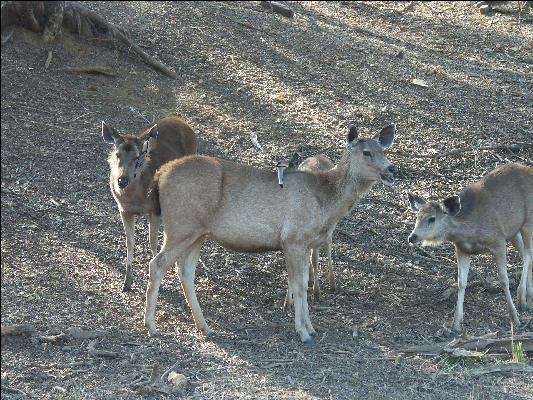 Pict3524 Bird And Deer Ranthambore National Park