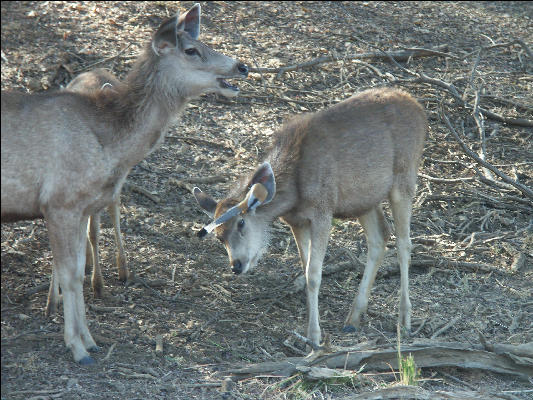 Pict3526 Bird Cleaning Deer Ranthambore National Park