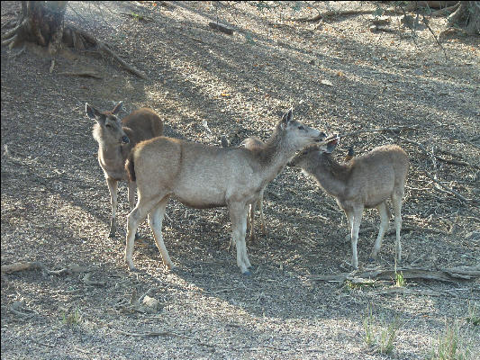 Pict3527 Deer Ranthambore National Park