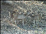 Pict3527 Deer Ranthambore National Park