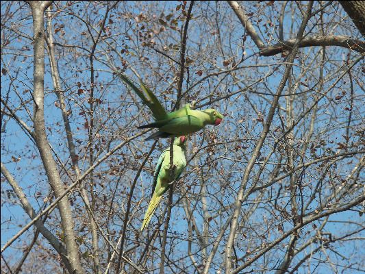 Pict3530 Parrots Ranthambore National Park