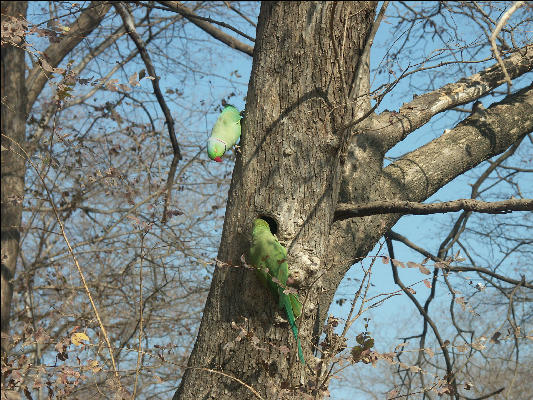 Pict3532 Parrots Ranthambore National Park