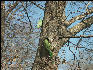 Pict3532 Parrots Ranthambore National Park