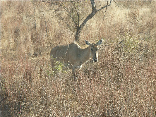 Pict3540 Animal Ranthambore National Park