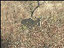 Pict3540 Animal Ranthambore National Park