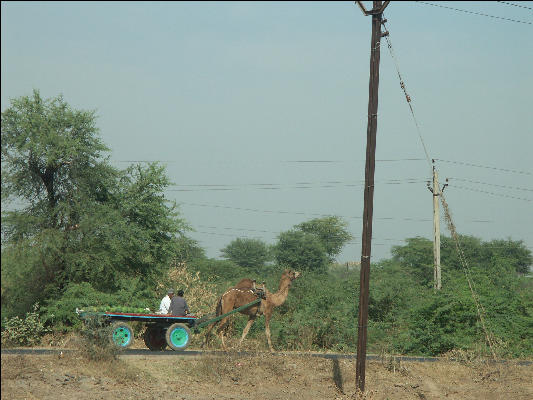 Pict1498 Camel Cart South Of Udaipur