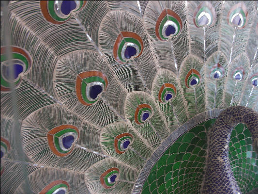 Pict1623 Peacock Close Up City Palace Udaipur