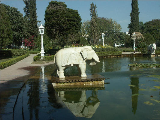 Pict1694 Elephant Local Park Udaipur