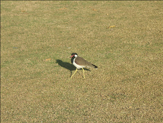 Pict1914 Bird Udaipur