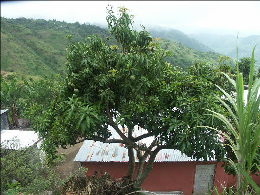 Pict6422 Mango Blue Mountains Jamaica 