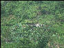 Pict6443 Mountainside House Banana Coffee Farm Blue Mountains Jamaica 