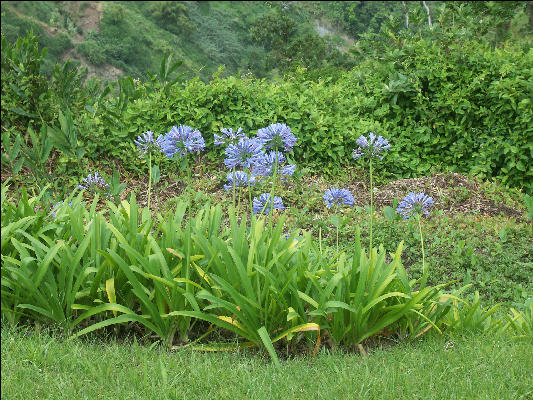 Pict6501 Lily Cinchona Gardens Blue Mountains Jamaica 