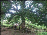 Pict6506 Cork Tree Cinchona Gardens Blue Mountains Jamaica 