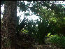 Pict6604 Bamboo Alley Cinchona Gardens Blue Mountains Jamaica 
