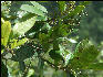 Pict6754 Pimento Guava Ridge Jamaica