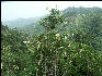 Pict6774 Brunfelsia Guava Ridge Jamaica